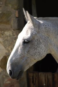 Horse Head